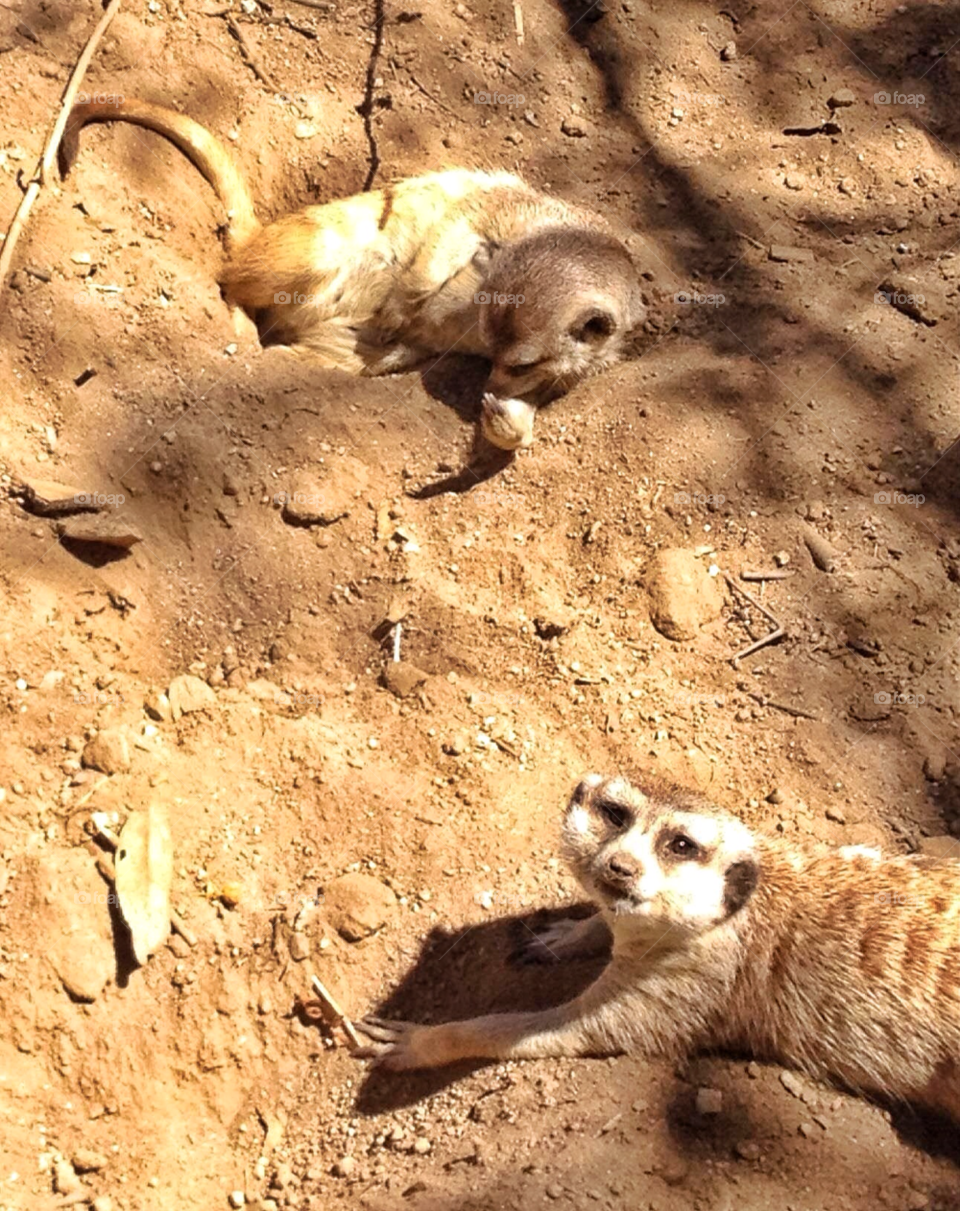 playing meerkats san diego zoo happy by stevehardley7