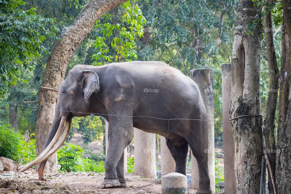 Old elephant 