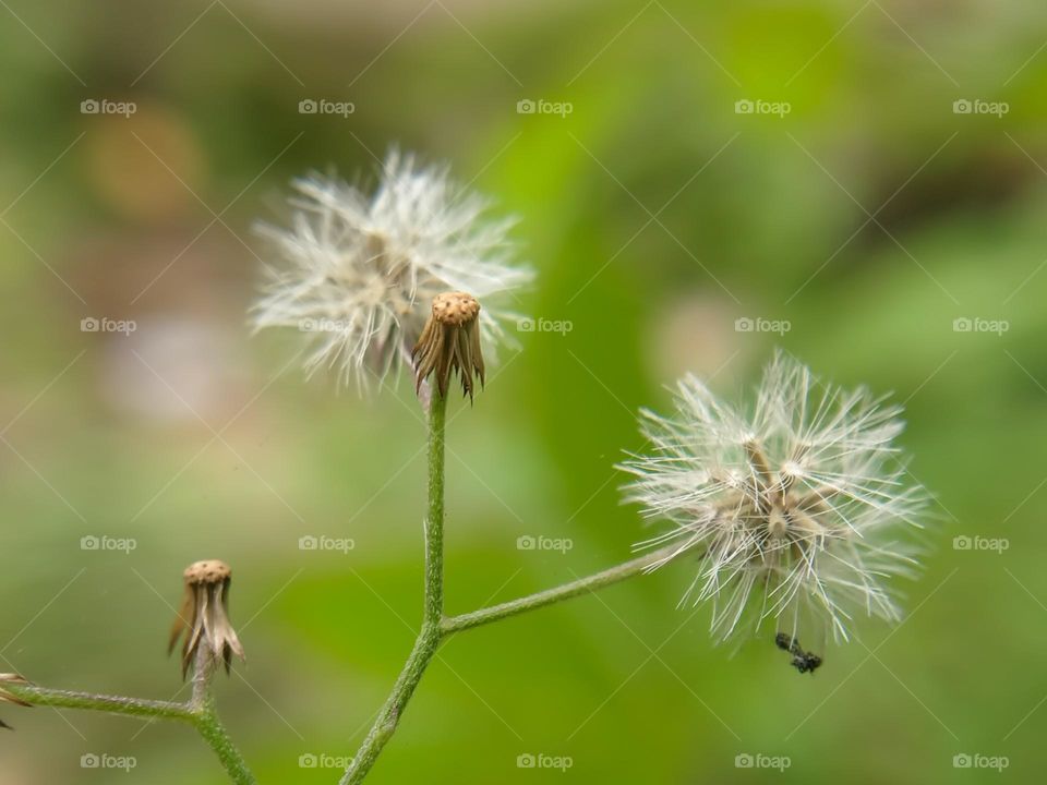 wild plants