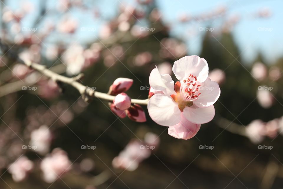 Cherry blossom in springtime