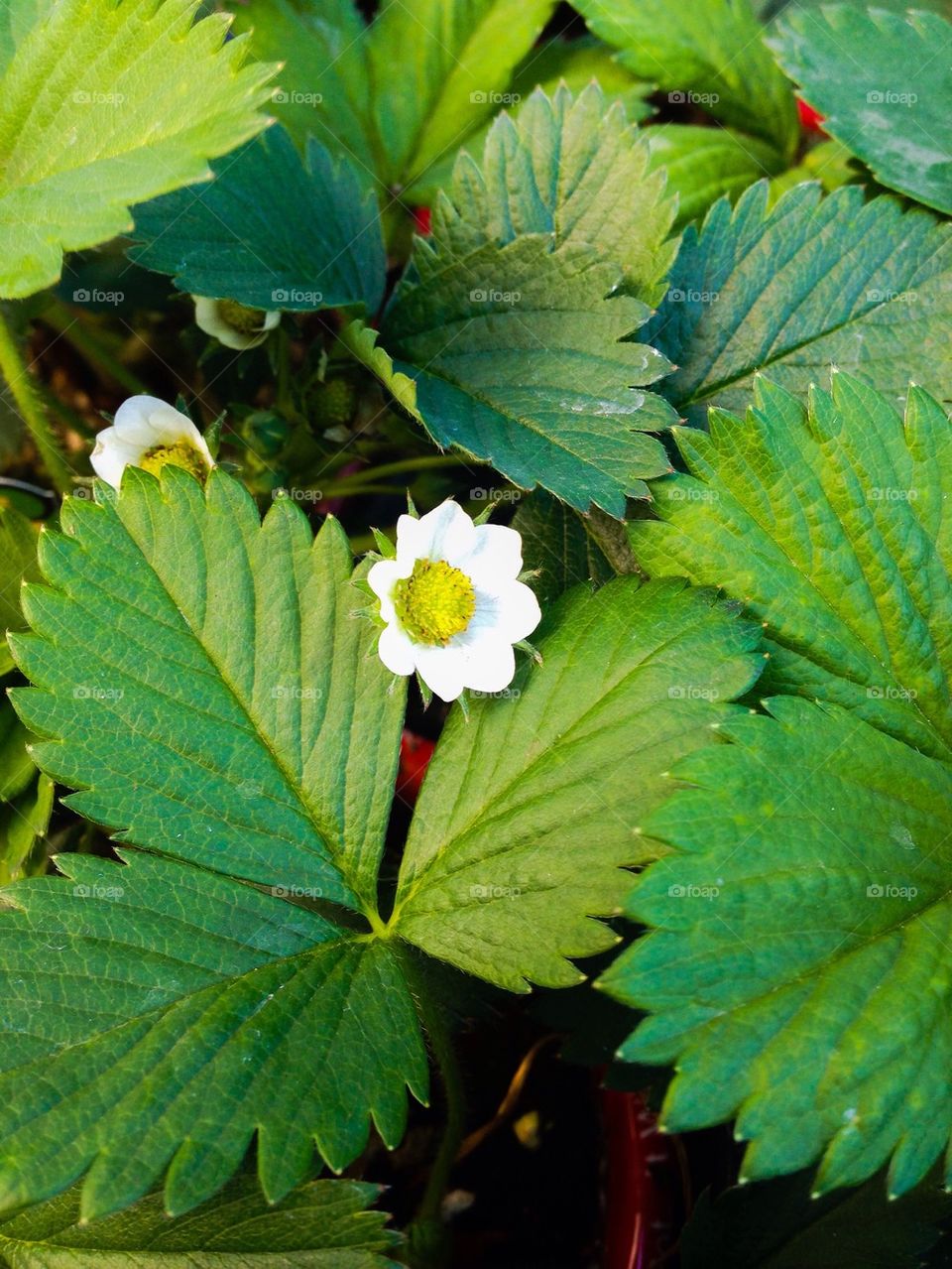 Strawberry plant