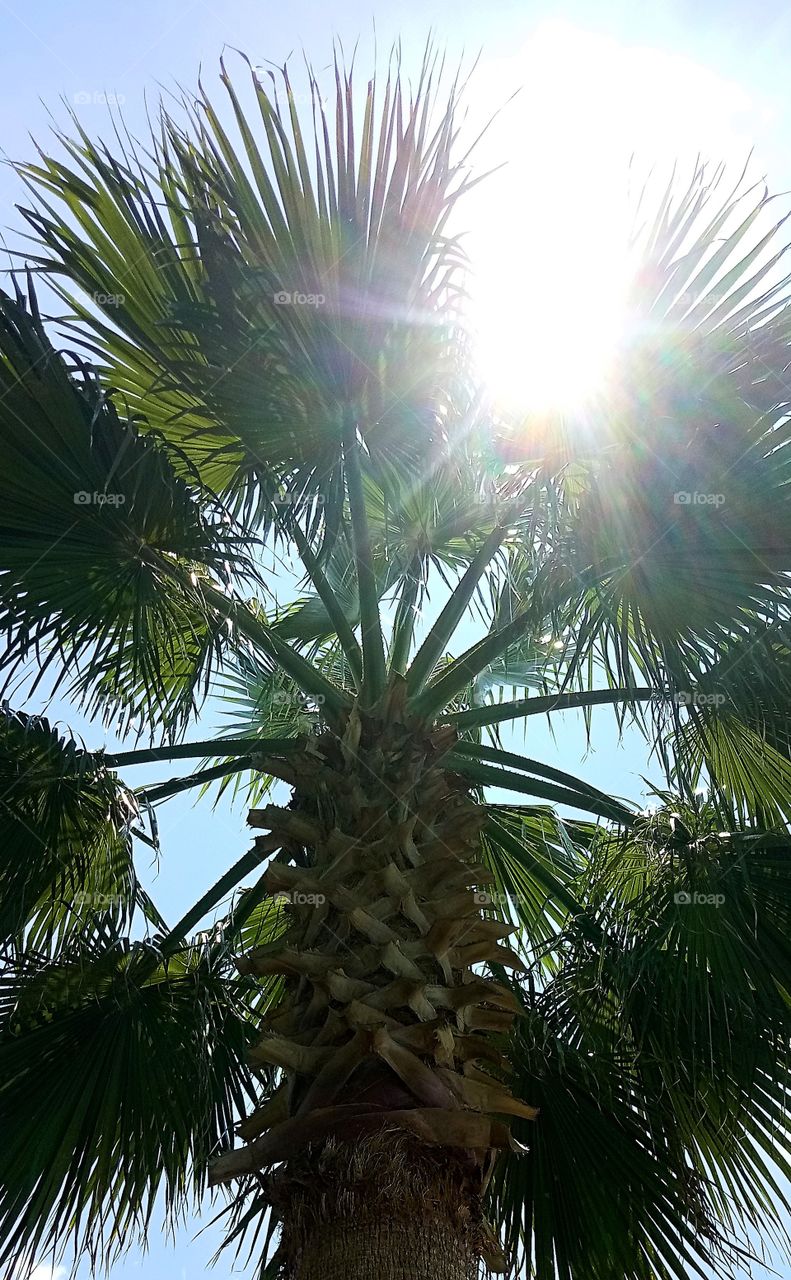 the sun shining through a South Carolinian palm tree