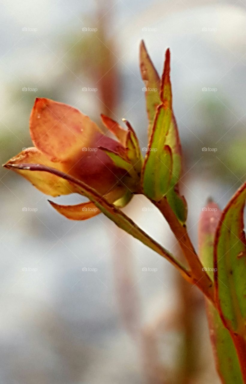 tiny flower on lake