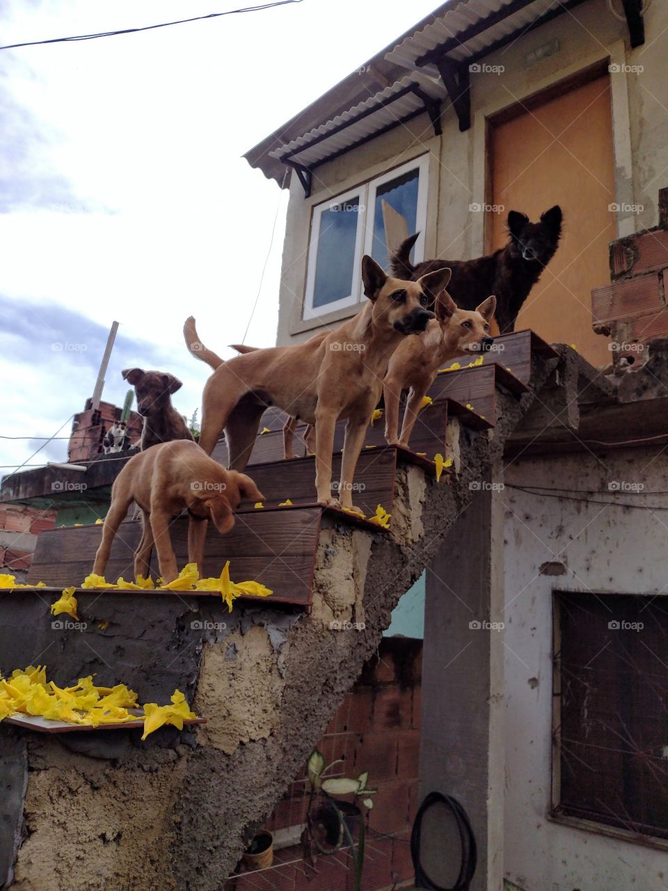 meus bichinhos de estimação