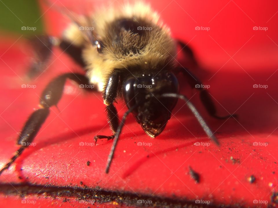 Bumblebee closeup