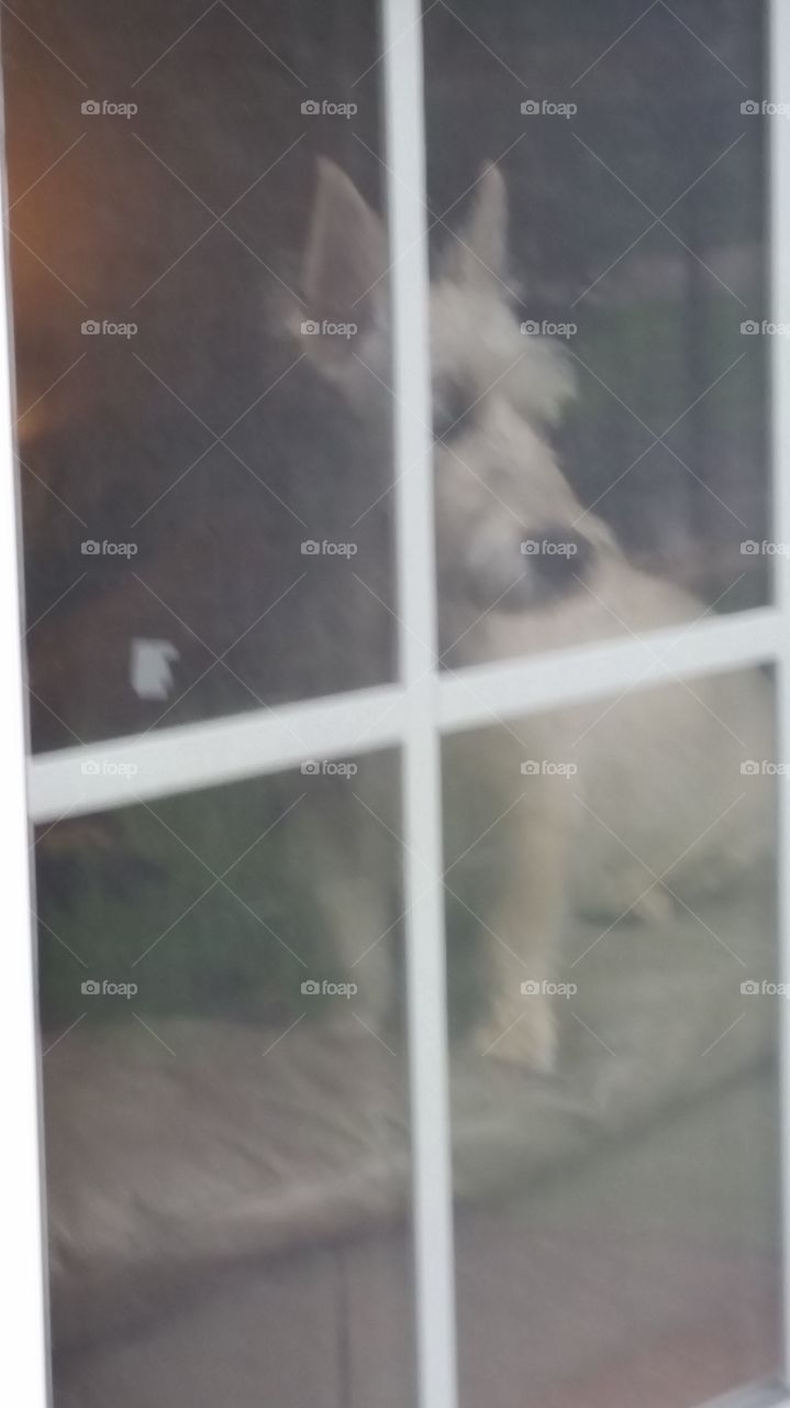 How much is the Doggy in the window