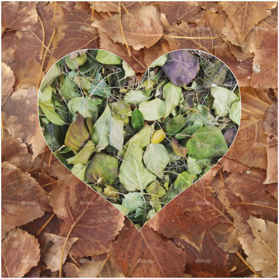 Two photos of leaves edited together in a heart shape, with a border