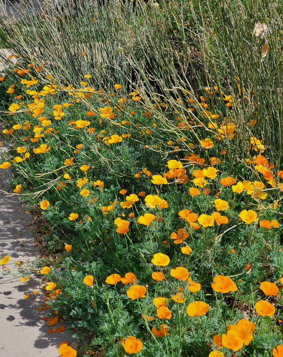 Spring Flowers by the Sidewalk