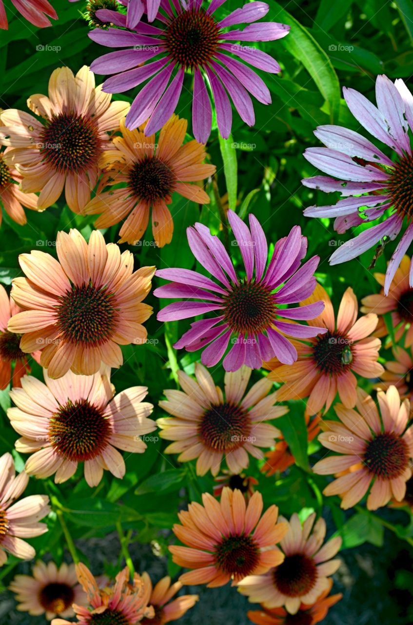 Coneflower Cluster