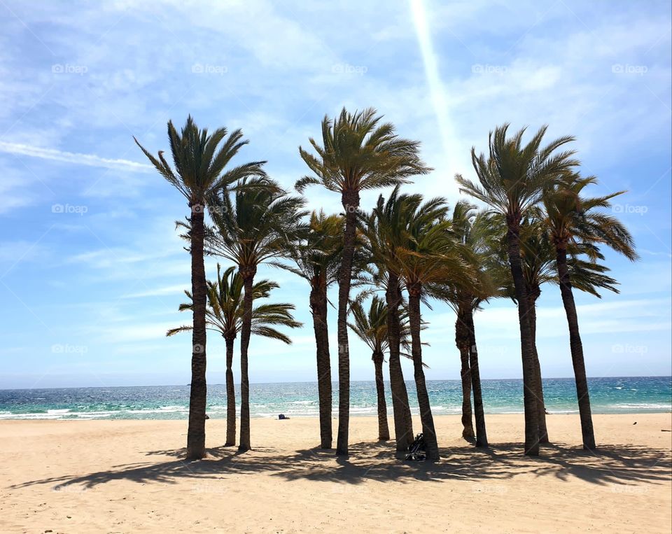 Beach#palms#sea#sand#sky