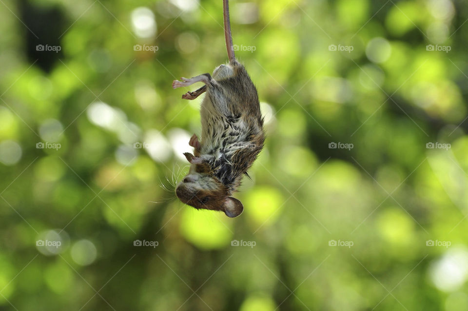 upsidedown tail dead fur by hkjohan