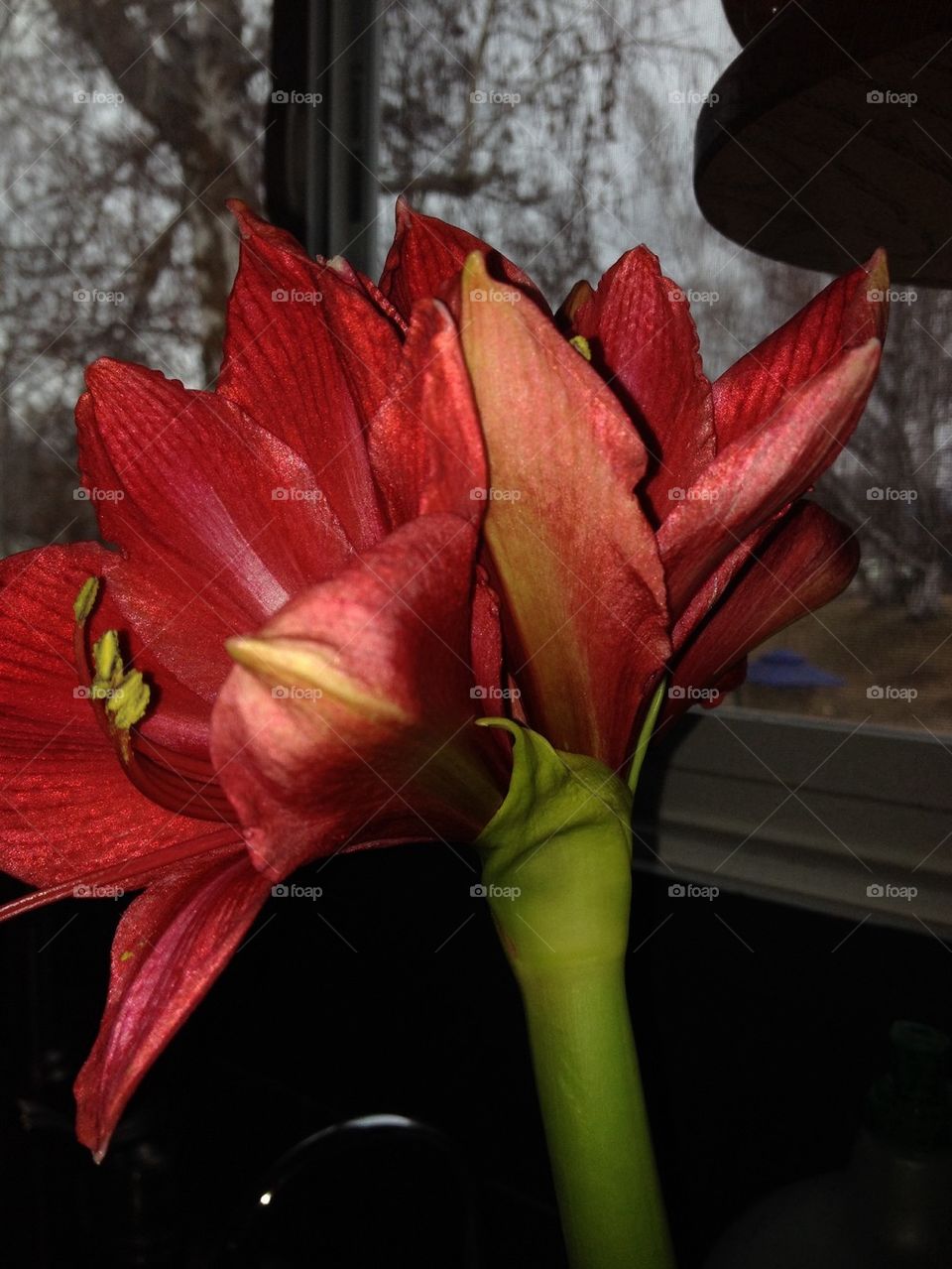 amaryllis8