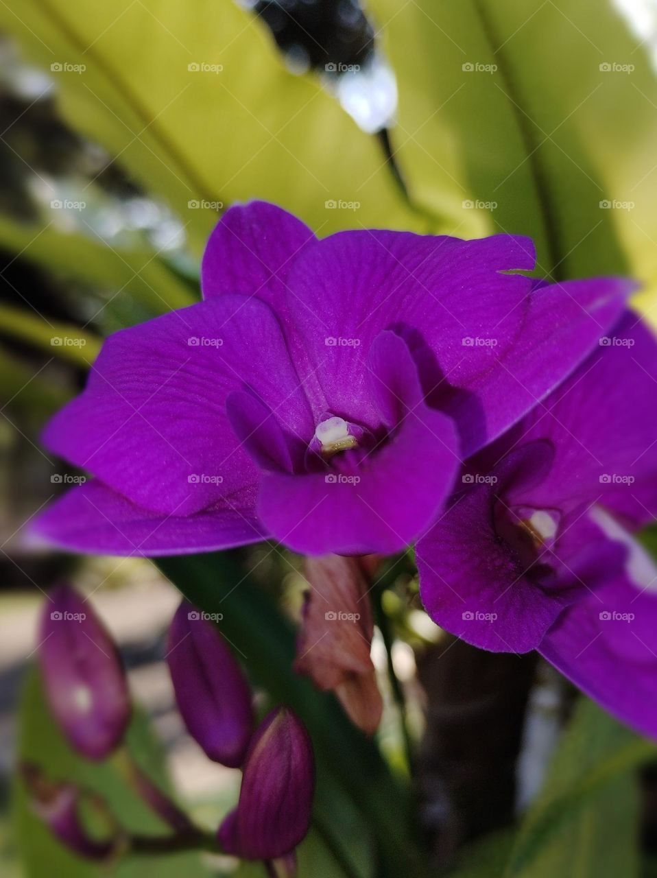 Purple orchid flower in the garden is beauty in Nature