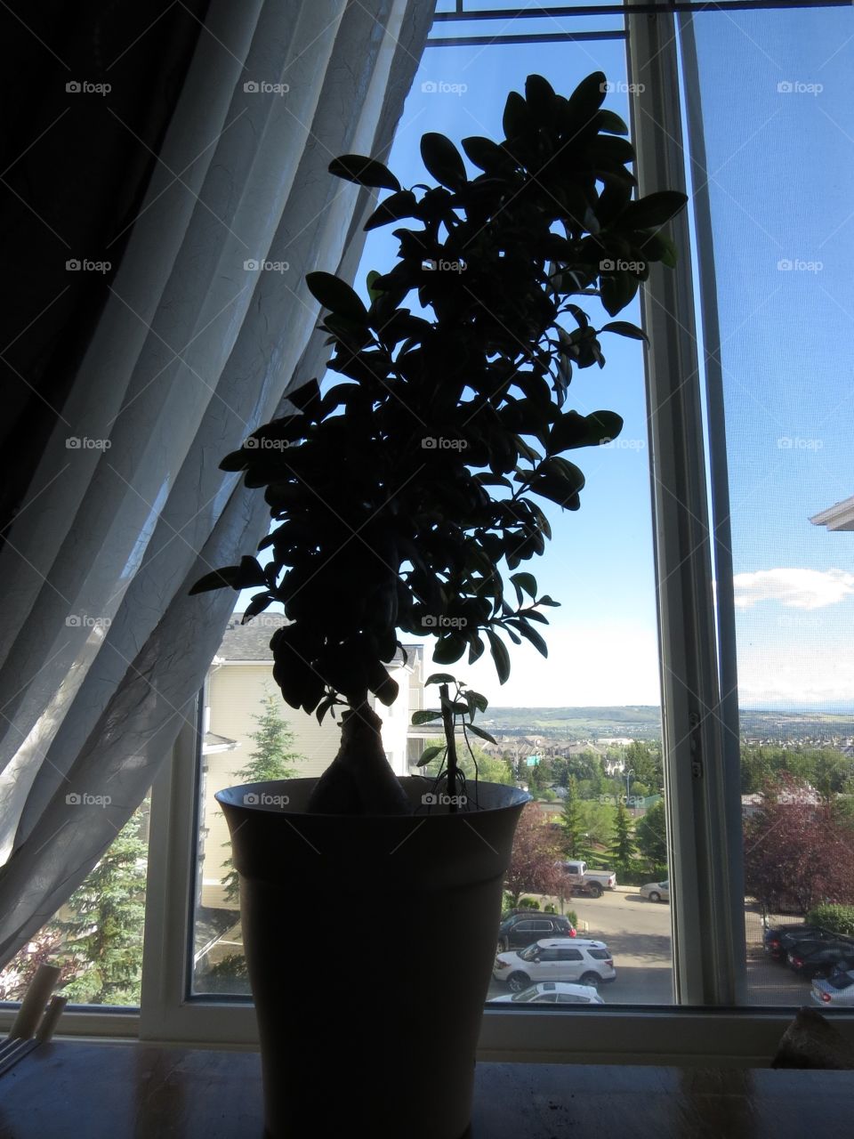 bonsai tree, plant