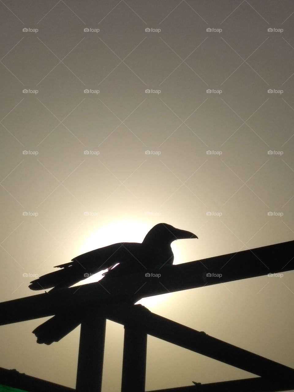 Crow in sun light