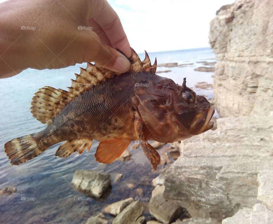 sea fish in hand