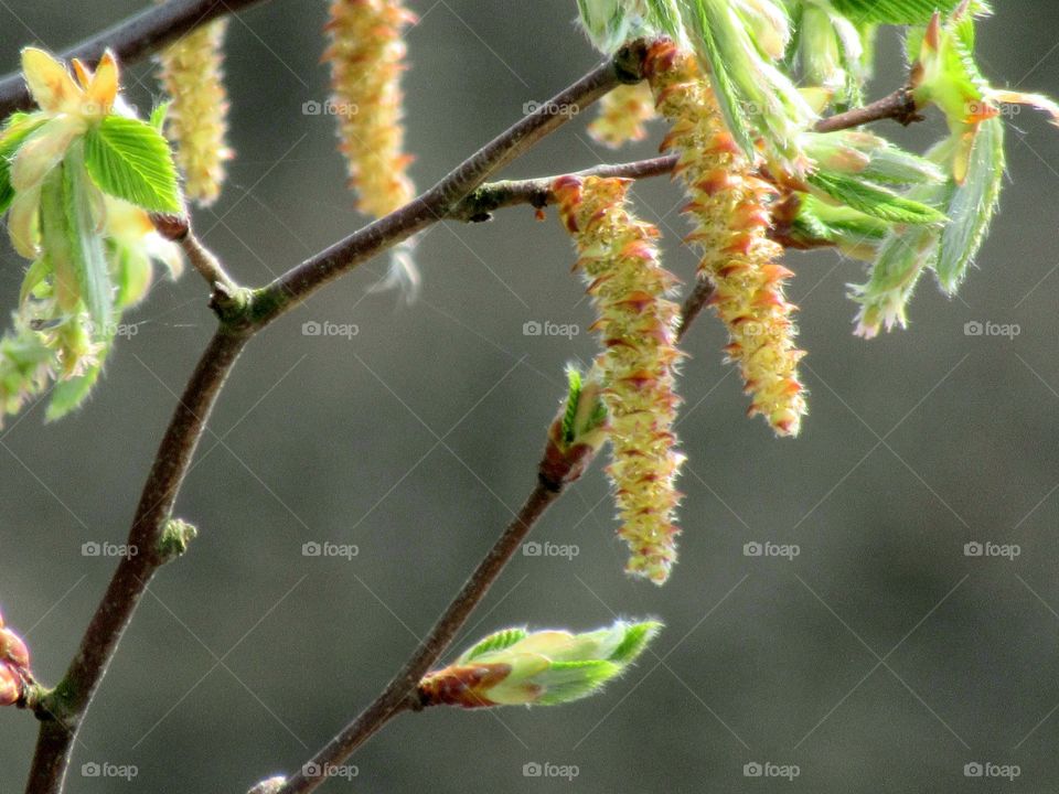 Hazel catkins