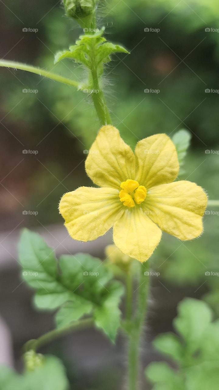 cucumber flower