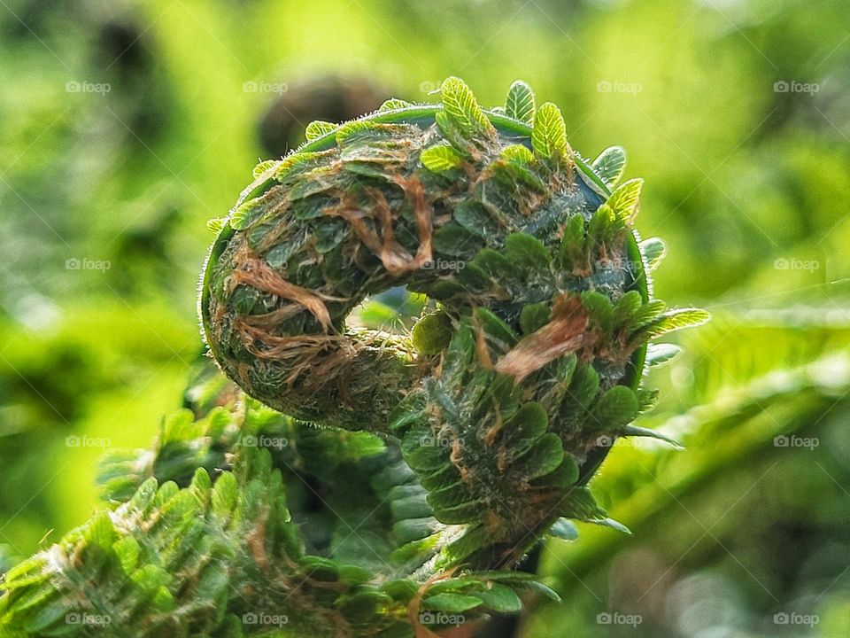 Art of nature..ferns