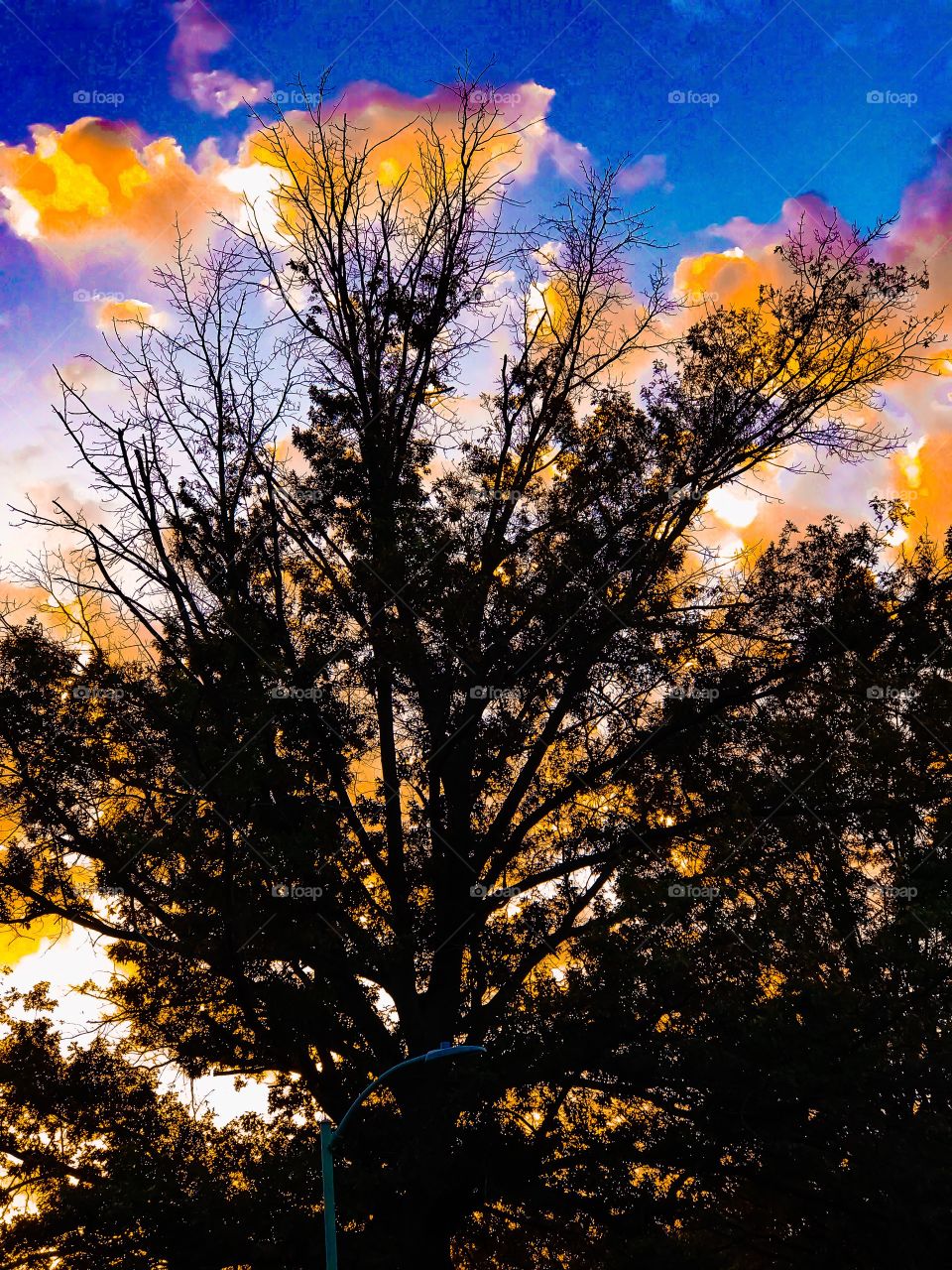 Evening through the trees