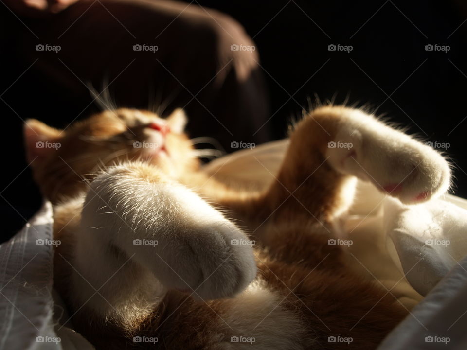 relaxed cat on the train