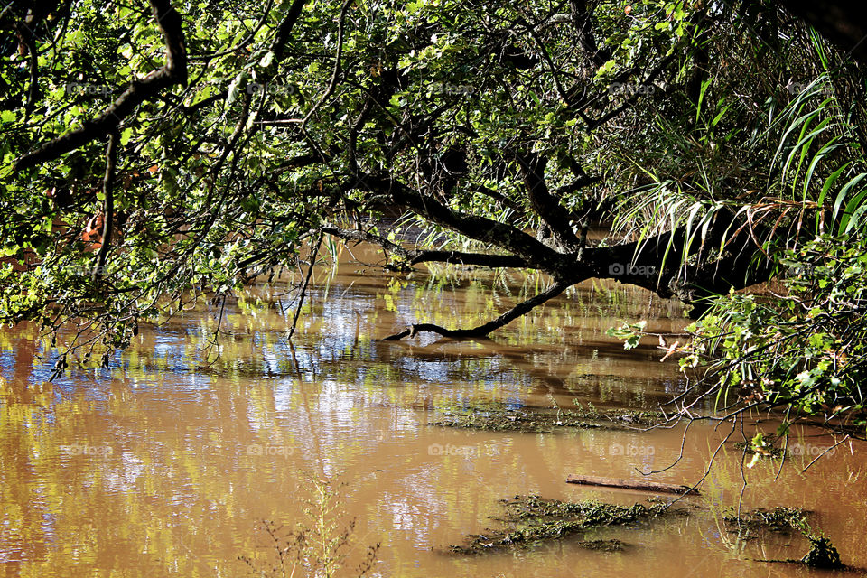 Tree fallen in lake