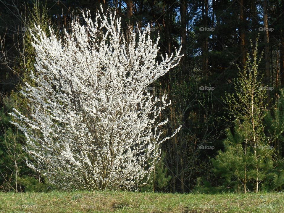 Tree, Nature, Season, Landscape, Branch