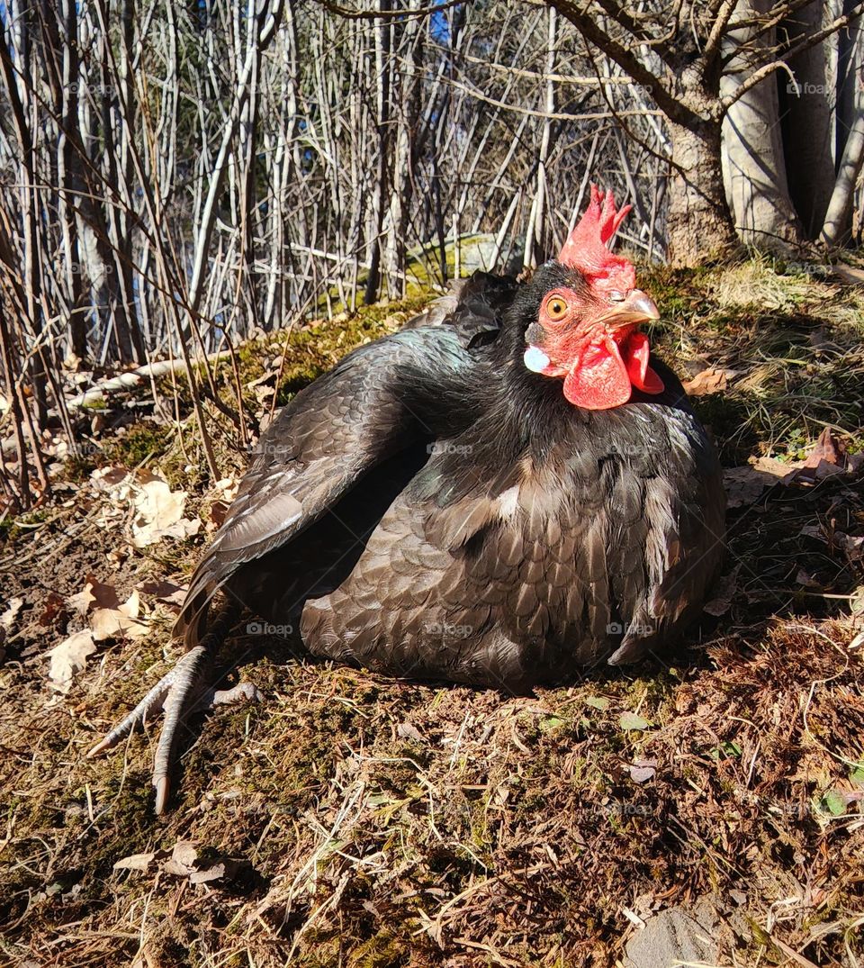 Emotions: Surprise. Chicken looks surprised to have been found sunbathing.