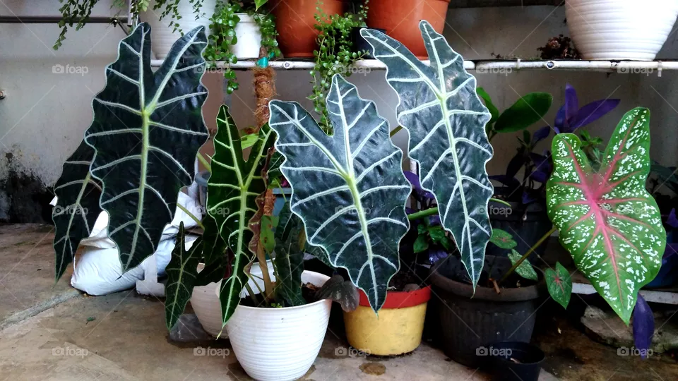 house plant
