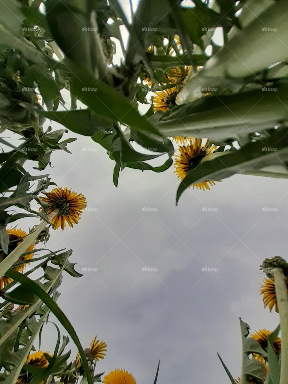 original photo of yellow dandelion buds and green grass against a gray, cloudy sky