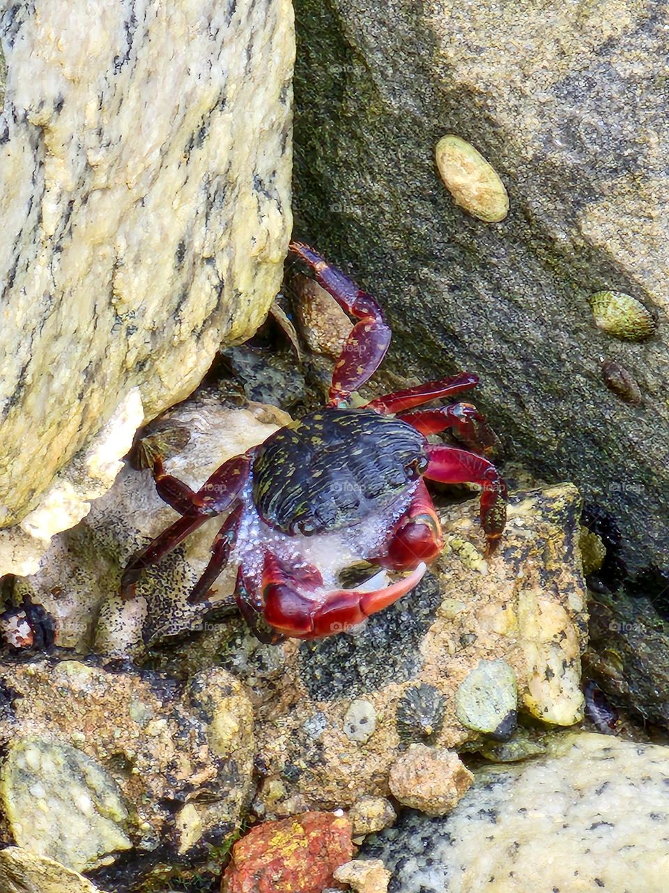 A crab seems to blow bubbles while cleaning itself atop a tidepool rock