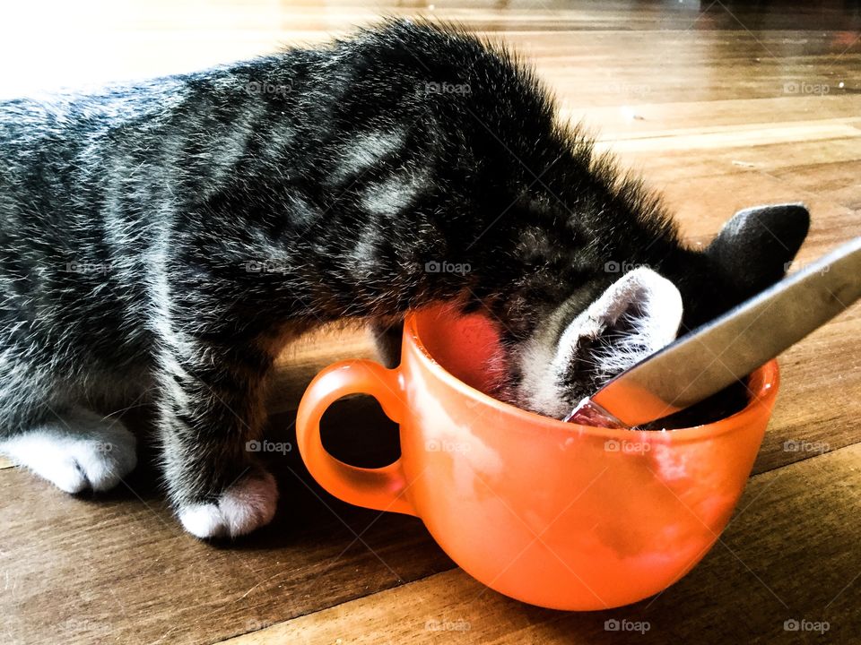 Kitty eating yoghurt
