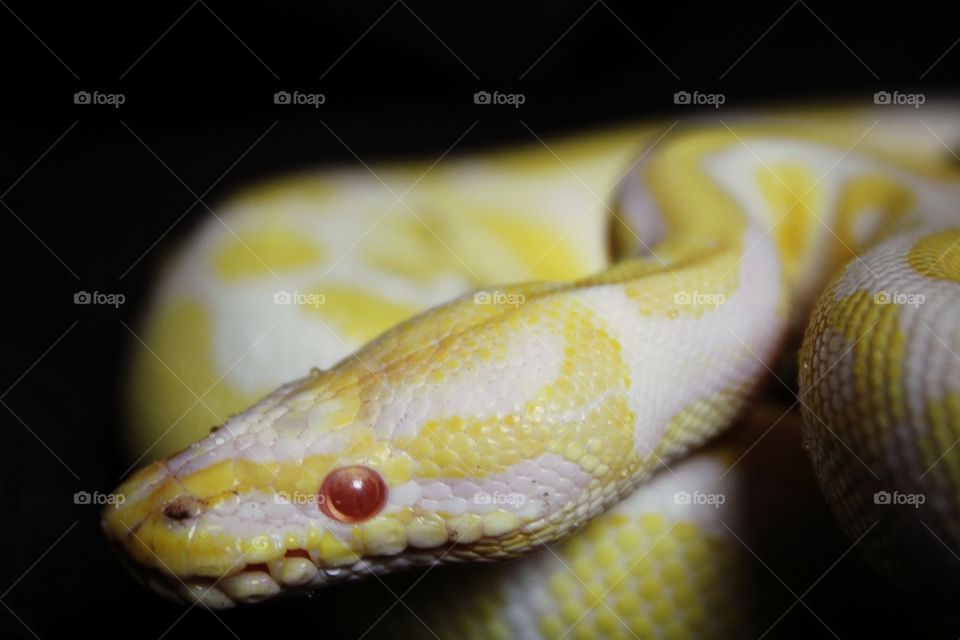 albino snake eye