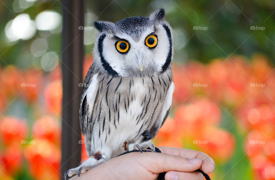 White faced owl with golden colored eyes