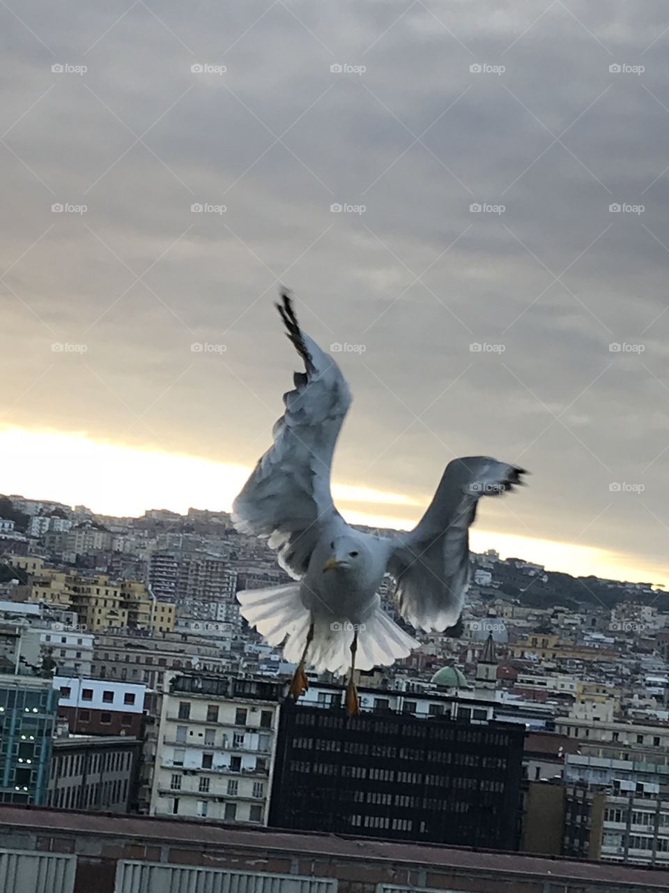 Back-lit Seagull