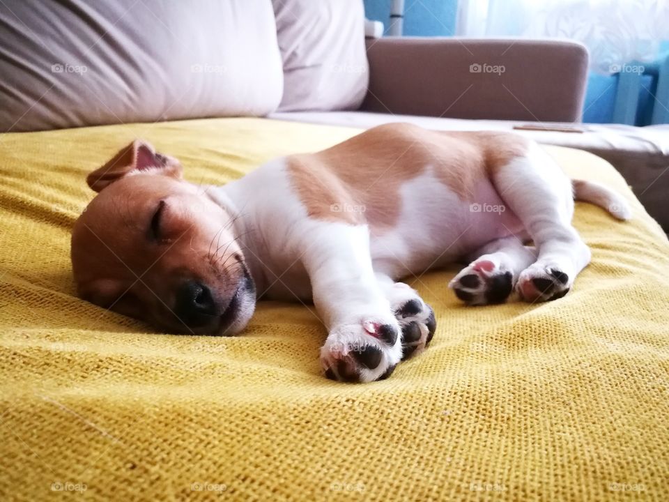 Sleeping like a baby. But I’am a baby, little puppy! 