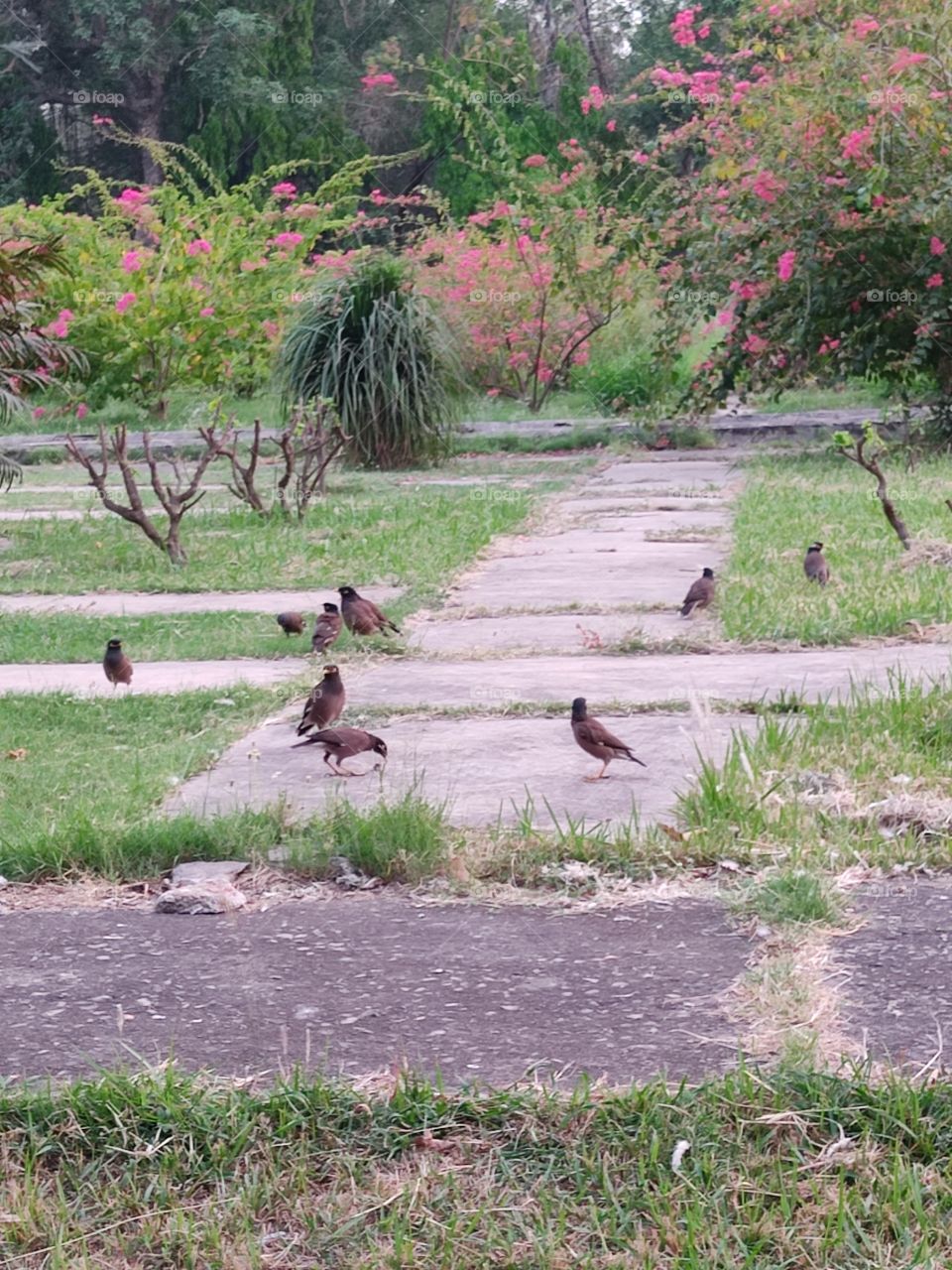 Beautiful😍 Mynah🐦🐦🐦🐦🐦📸