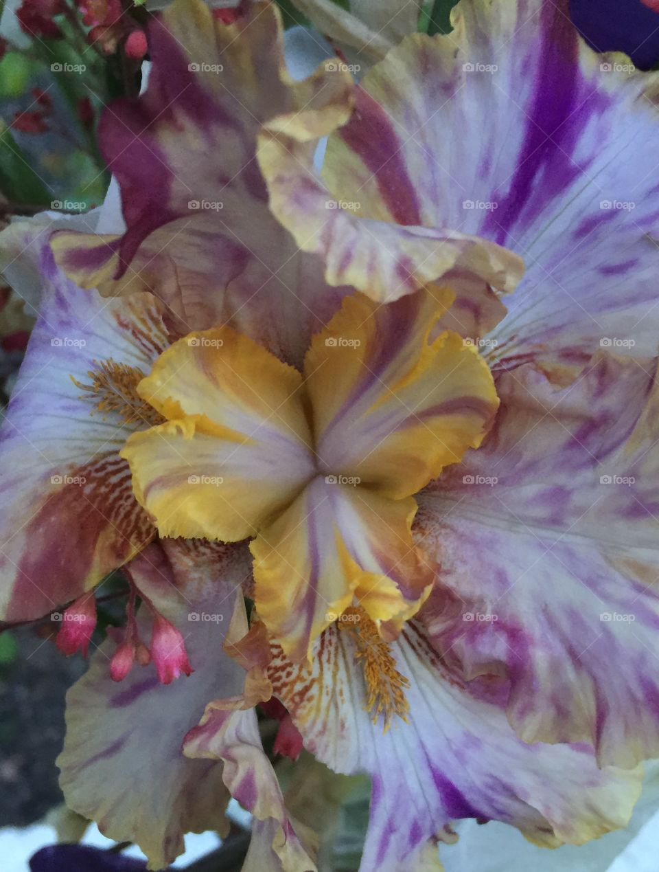 Purple & Yellow Iris