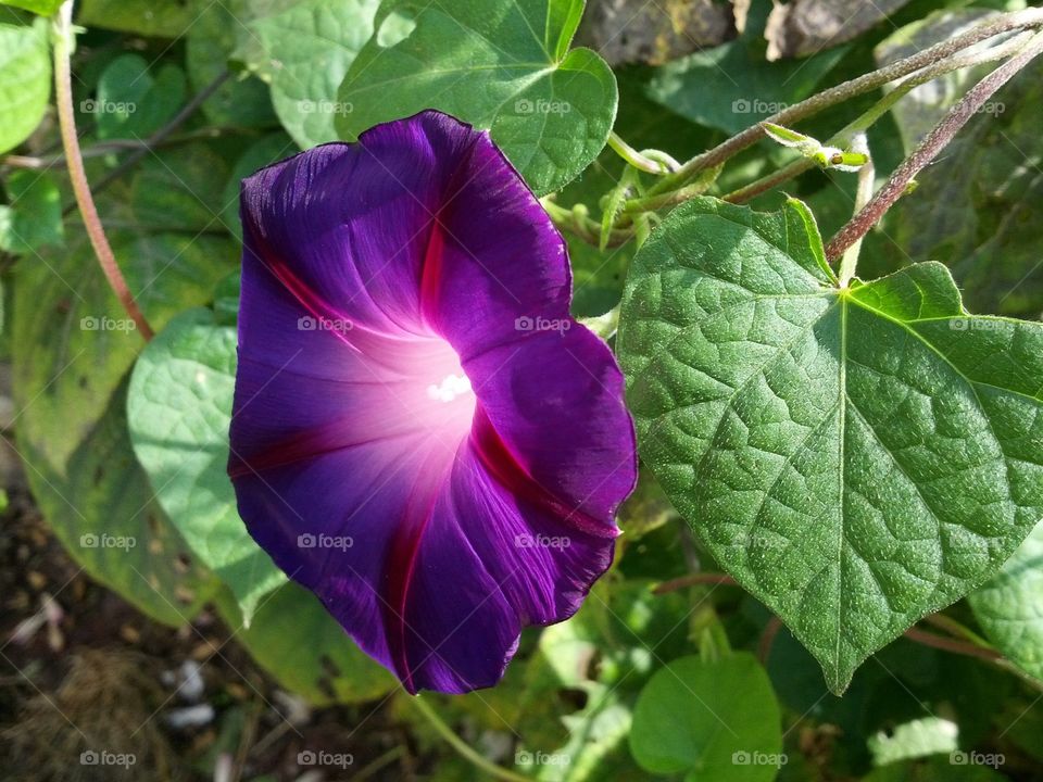 Nice violet flower