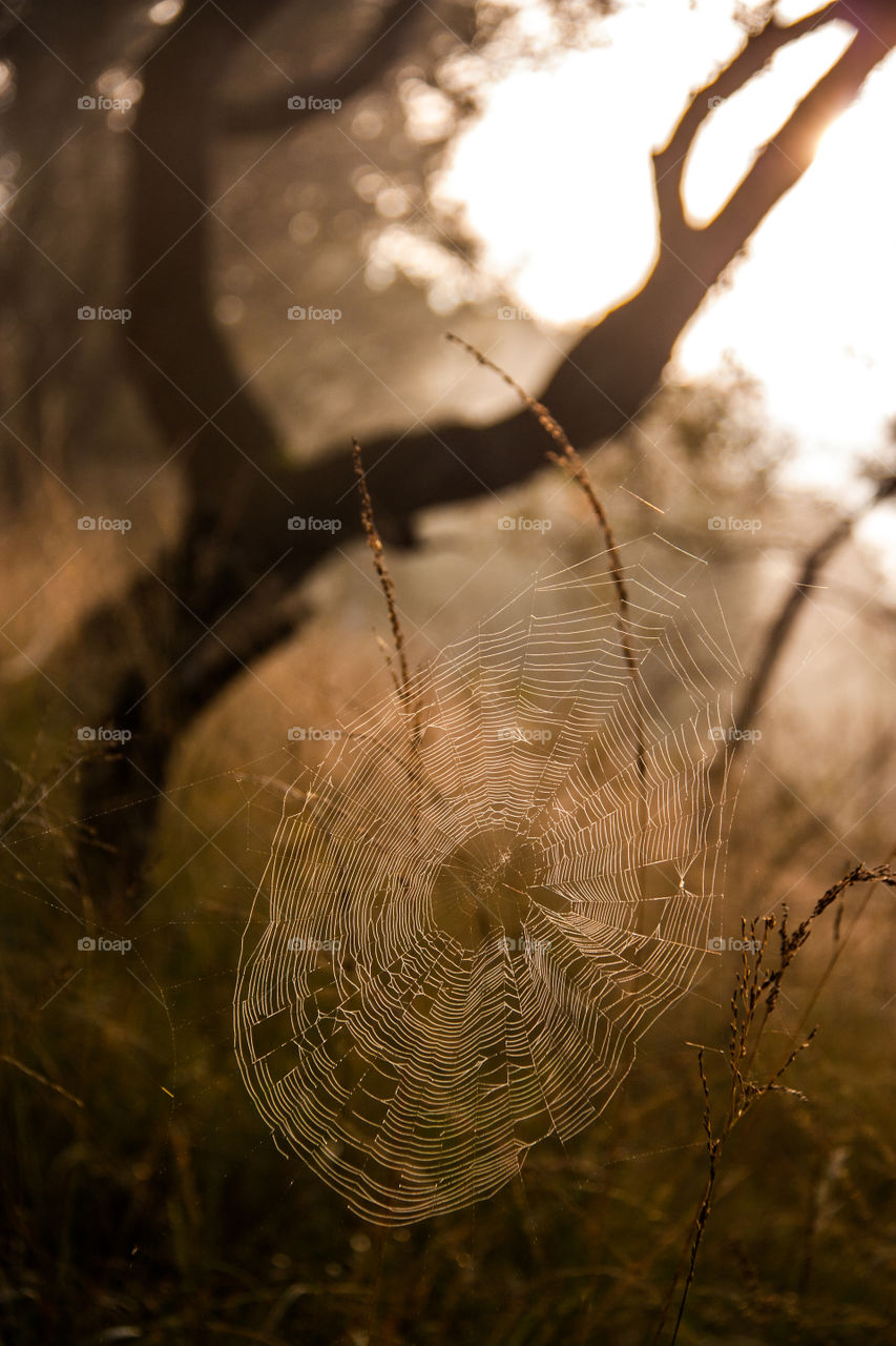 Spider web during sunset