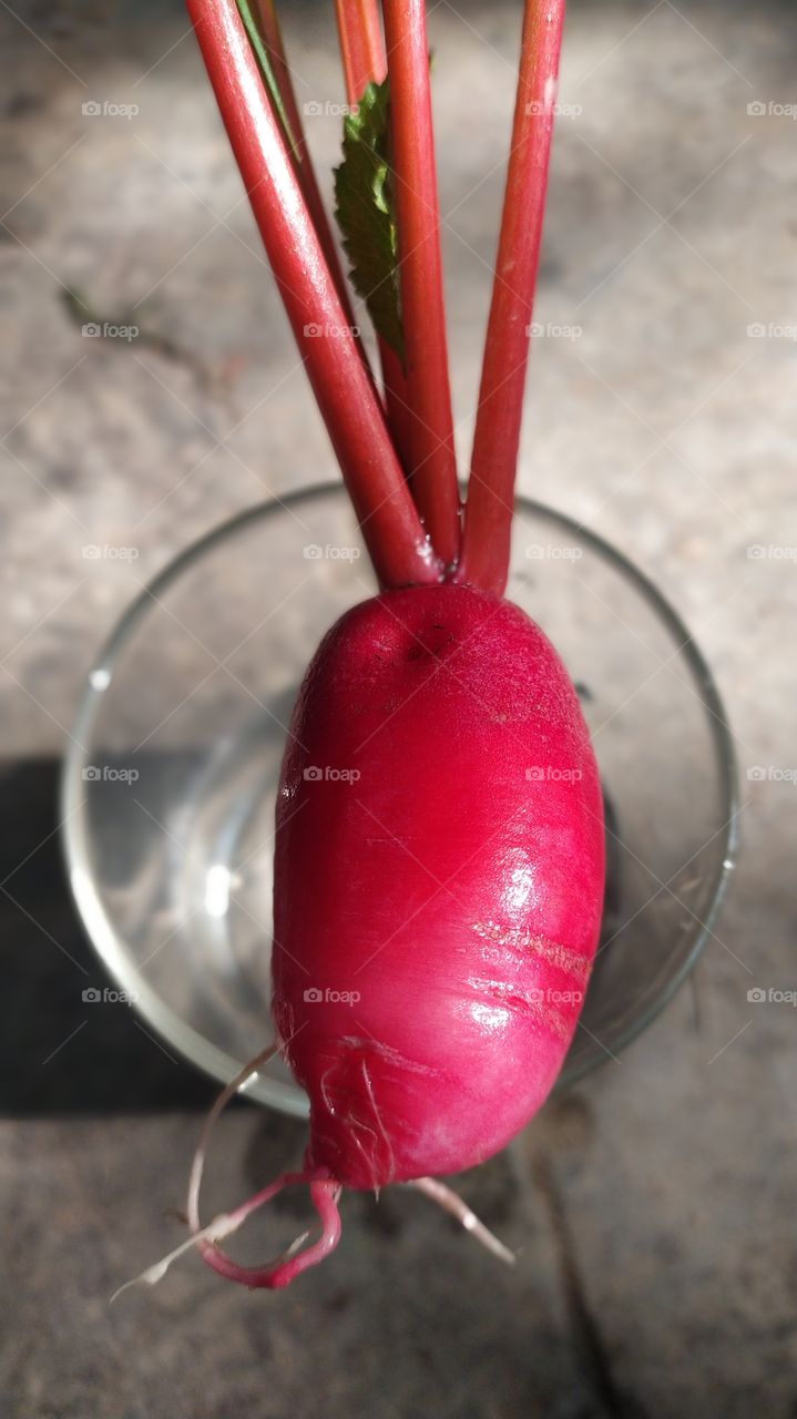 color pop of pinkish red Radish