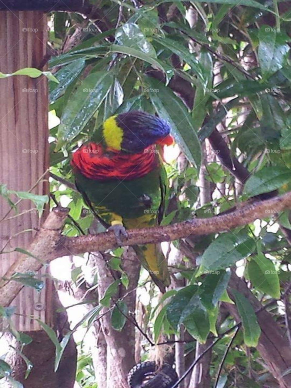 tropical toucan parrot