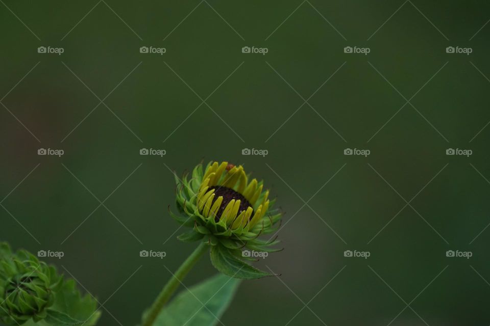 Sunflower bud & macro lady bug