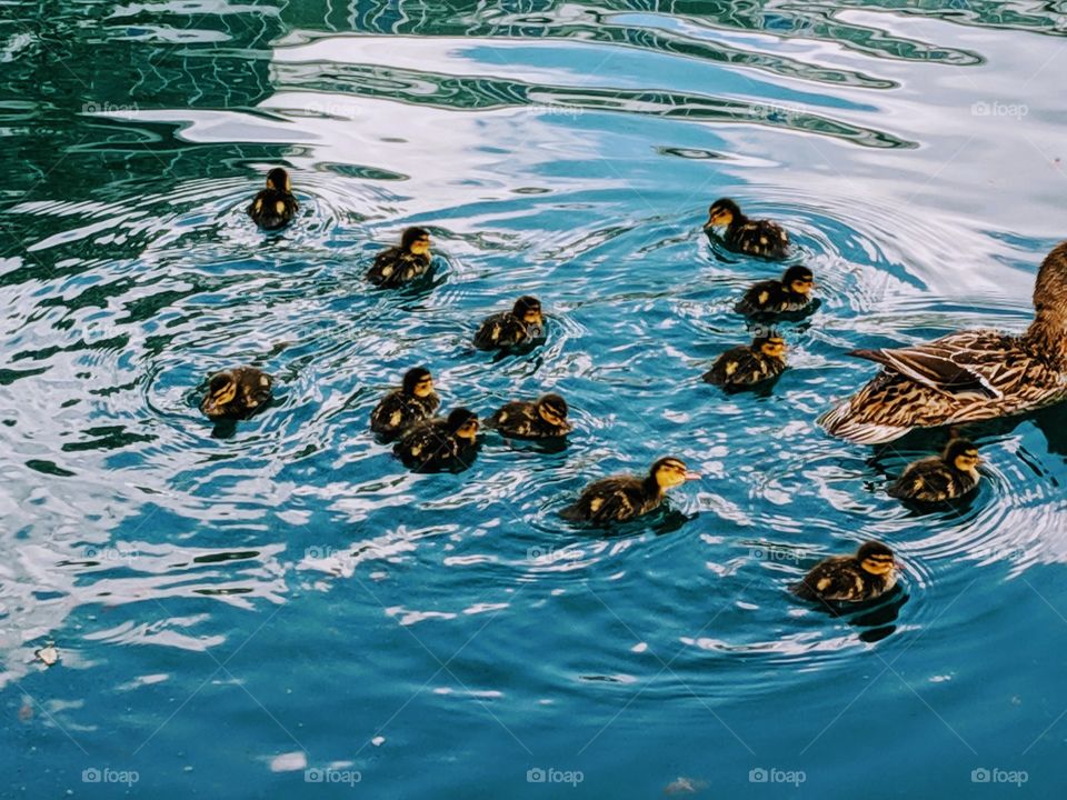 baby ducks