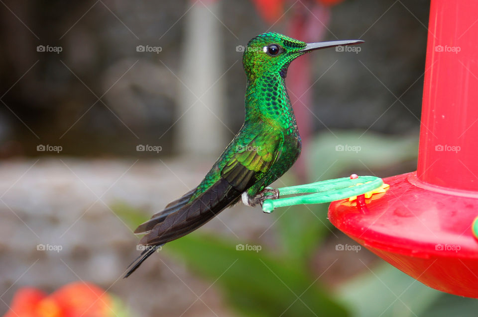 Hummingbird. Costa Rica