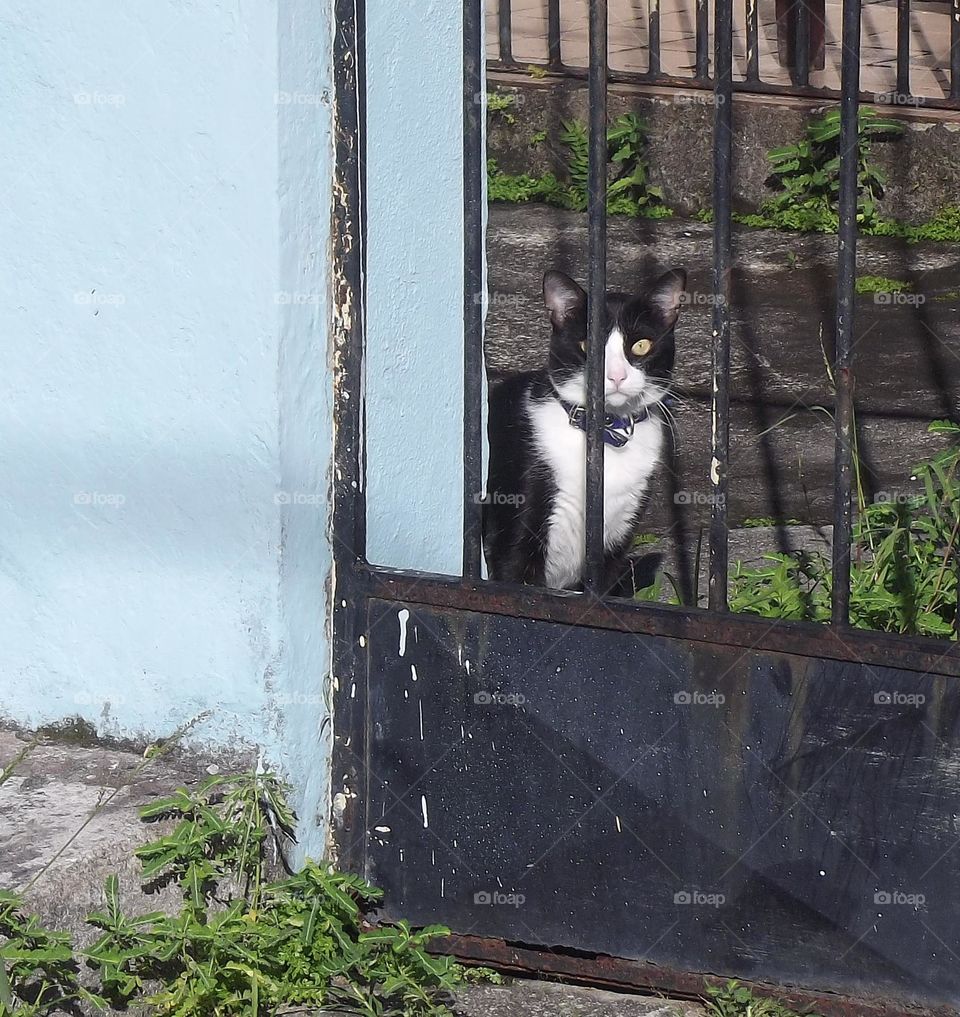 cat over gate