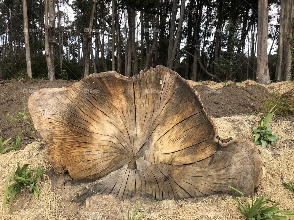 Beautiful tree trunk