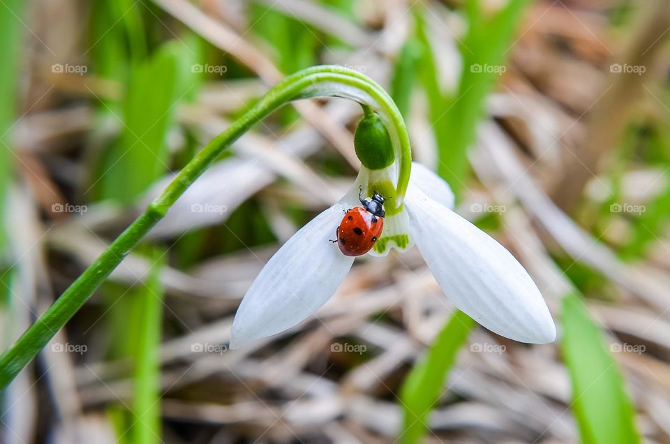 Ladybug