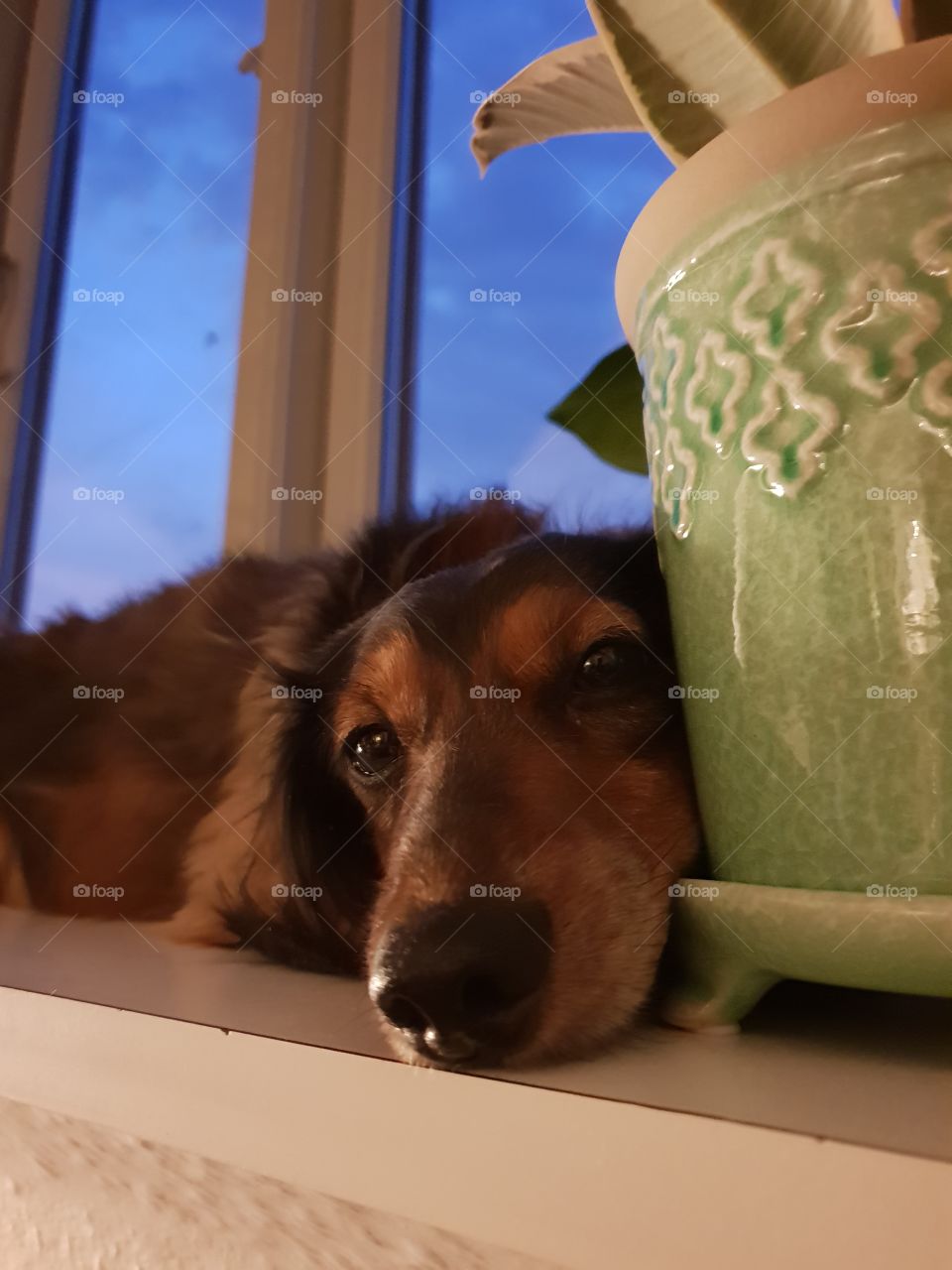 Dog resting in the window