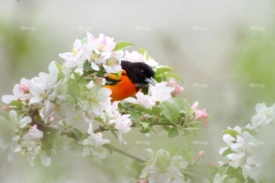 Baltimore Oriole